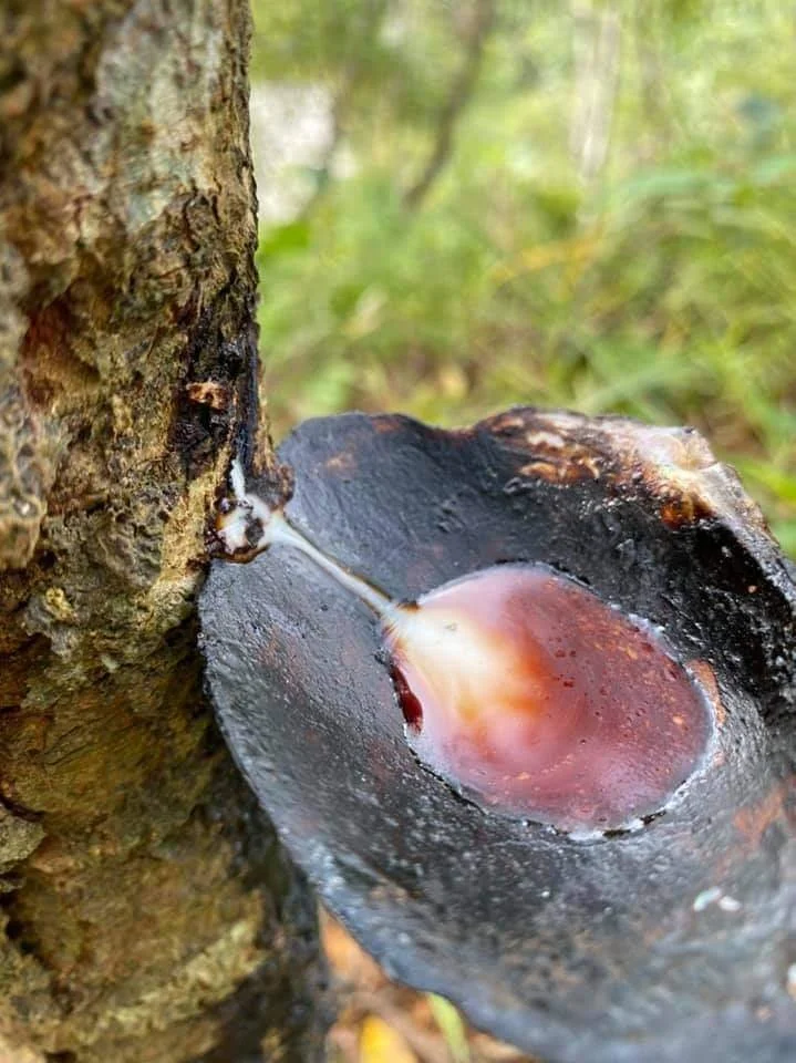 From the Sap of the Lacquer Tree