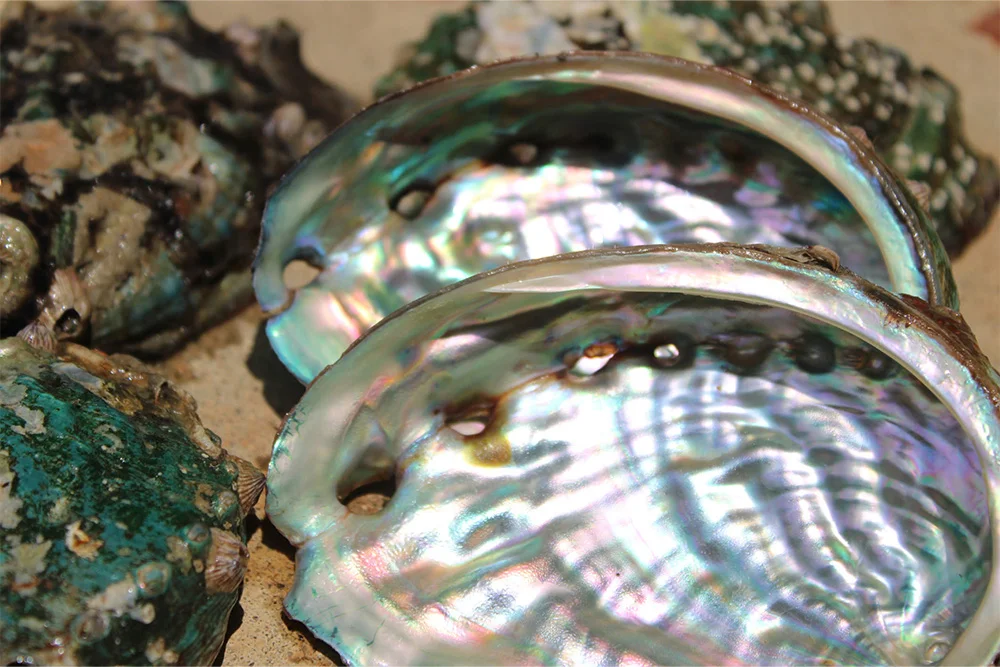 Selecting the Shell